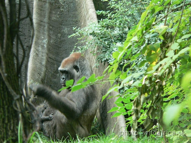 congo gorilla 09.jpg - Outdoor gorilla exhibit.